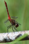 Sympetrum sanguineum
