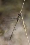 Chalcolestes viridis