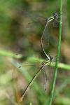 Lestes virens