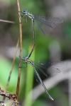 Lestes virens