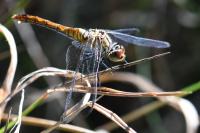 Sympetrum sanguineum
