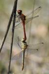 Sympetrum sanguineum
