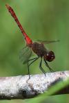 Sympetrum sanguineum