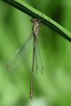 Chalcolestes viridis