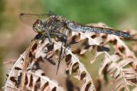 Sympetrum striolatum