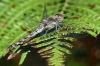 Sympetrum striolatum