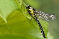 Gomphus vulgatissimus