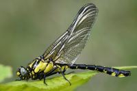 Gomphus vulgatissimus