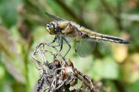 Libellula quadrimaculata