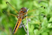 Libellula fulva
