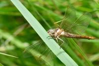 Orthetrum brunneum