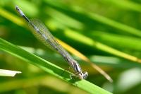 Coenagrion mercuriale