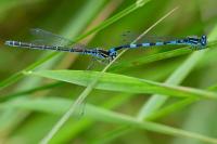 Coenagrion mercuriale