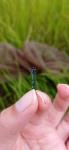Coenagrion mercuriale