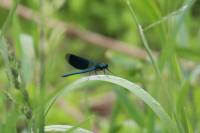 Calopteryx splendens