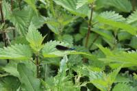 Calopteryx virgo