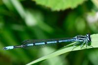Coenagrion puella