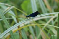 Calopteryx virgo
