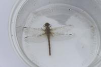 Sympetrum striolatum