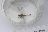 Sympetrum striolatum