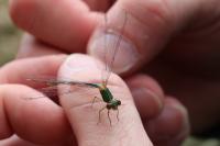 Chalcolestes viridis