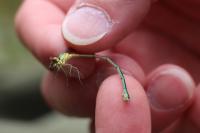 Chalcolestes viridis