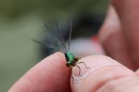 Chalcolestes viridis