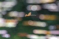 Aeshna grandis