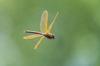 Aeshna grandis