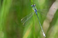 Lestes sponsa