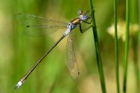 Lestes sponsa