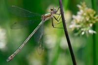 Lestes sponsa