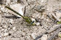 Gomphus pulchellus