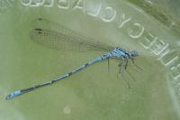 Coenagrion puella