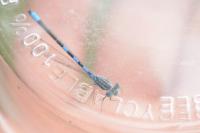 Coenagrion scitulum