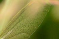 Orthetrum coerulescens