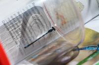 Coenagrion scitulum