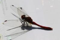 Sympetrum sanguineum