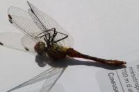 Sympetrum sanguineum