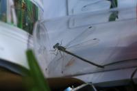 Lestes virens