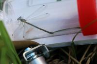 Lestes virens