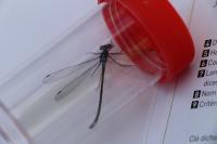 Lestes sponsa