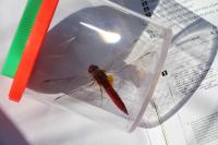 Crocothemis erythraea