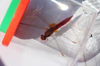 Crocothemis erythraea