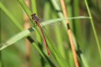 Ceriagrion tenellum