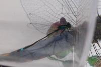 Ischnura elegans