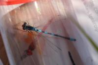 Coenagrion scitulum