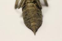 Orthetrum cancellatum