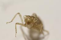 Sympetrum striolatum/meridionale