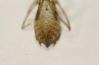 Sympetrum striolatum/meridionale